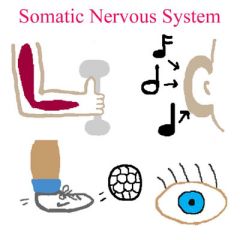 What is the 'somatic' nervous system?