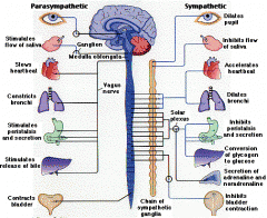 What is the 'parasympathetic' nervous system?