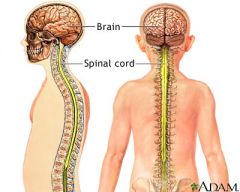 What is the central nervous system?