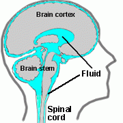 What is the cerebrospinal fluid?