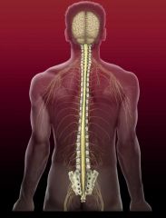 What is the spinal cord?