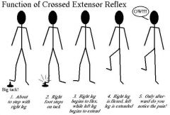 What are reflexes?