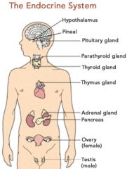What is the endocrine system?