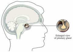 What is the pituitary gland?