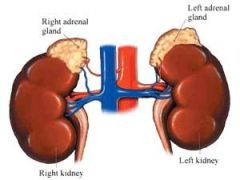 What are the adrenal glands?