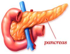 What does the pancreas secrete?