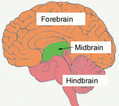 What are the 3 major regions of the brain?