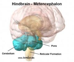 What is the Hindbrain?
