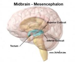 What is the Midbrain?