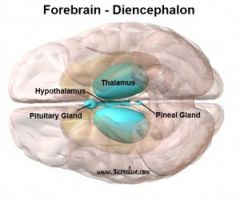 What is the Forebrain?