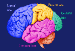 What are the Occipital Lobes?