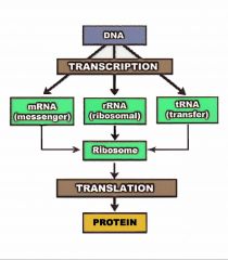 The division of genetic information flow into three stages:

Replication, where DNA is duplicated
Transcription, where information from DNA is transferred to RNA (mRNA, tRNA, or rRNA)
Translation, where information in RNA is used to build polypeptides