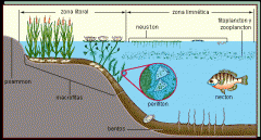attached periphyton