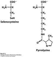 Pyrrolysine	Pyl	O