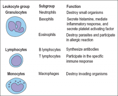 Neutrophils
Basophils
Eosinophils

B-Lymphocytes
T-Lymphocytes

Macrophages
