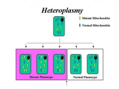 heteroplasmy