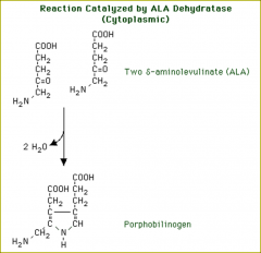 Step 2:  Formation of porphobilinogen