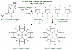 Step 3:  Formation of uroporphyrinogen III