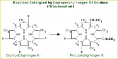 Step 5:  Formation of protoporphyrinogen IX