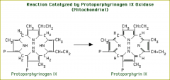 Step 6:  Formation of protoporphyrin IX