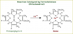 Step 7:  Formation of heme

  ferrochelatase requires iron (II), ascorbic acid and
   cysteine (reducing agents). 
  ferrochelatase is inhibited by lead.