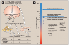 Hormonal responses to low blood glucose