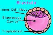 morula stage in which the embryo is a compact mass of cells, 

next stage is the blastula 

 blastula compactness is lost 
an internal cavity with fluid appears inside, the blastocele.