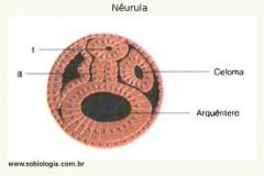 origin of the nervous system is the ectoderm

 (the same germ layer that gives birth to the skin).