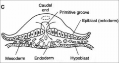 the intraembryonic, or embryonic mesoderm