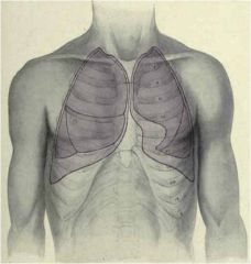 extends inferiorly from the level of the spinous process of CV. 7 to T.V.10 along the scapular line