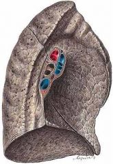 LEFT LUNG: MEDIAL VIEW

Oblique fissure
Upper lobar 
bronchus
Lower lobar 
bronchus
LOWER LOBE
Pulmonary 
ligament
UPPER LOBE
Pulmonary a
Pulmonary vv.
Lingula
Oblique fissure
