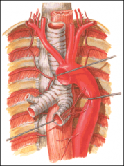 Bronchial aa.
Thoracic aorta