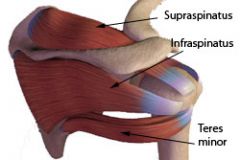 [5.2]	C. The primary stability to the glenohumeral joint is provided by the tendons of the rotator cuff.