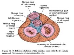 A. Dense connective tissue is concentrated between atria & ventricles and act as electric insulator
B. Anchors cardiac muscle fibers, heart valves and major arteries
C. Three main parts of cardiac skeleton are
a. Annuli fibrosa, encircle atrioventricul