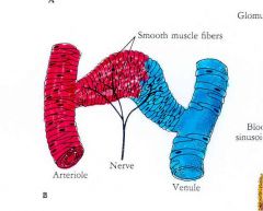 arteriovenous anastomoses or AV shunt.

The walls of the shunt are  __________ =

& innervated with =