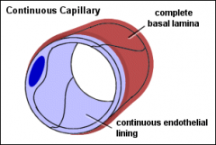 Capillaries

can be grouped into 3 types depending on the structure of the endothelial cell and the presence or absence of a basal lamina.