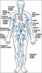 Lymph nodes how many ovoid