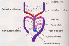 1maxillary 
2 stapedial arteries / ext carotids
3 internal carotids 
4 right/left  subclavian artery &
6 right/left 
pulmonary artery and ligamentum arteriosum 
Ductus arteriosus: ligamentum arteriosum 
Dorsal aorta 
L/R subclavian
descending aor