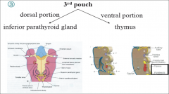 -Inferior PT Gland   Dorsal Portion

-Thymus      Ventral Portion