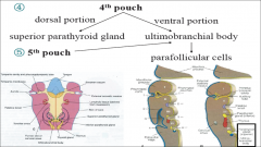 4th pouch =
-Sup-PT Gland   Dorsal
-Ultimobranchial body  (Ventral) into...
5th Pouch
-Parafollicular Cells
