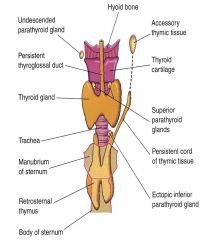 ; therefore, ectopic glandular tissue (parathyroid and thymus) may be found anywhere along the migratory path