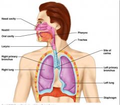 nasal cavities
nasopharynx