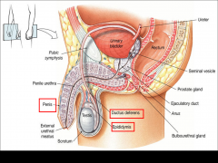 .Testis
Epididymis
Ductus deferens
Seminal vesicles
Prostate 
Ejaculatory duct
Cowper's gland
 Penile urethra
