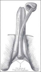 Bulb of the penis
(attached to urogenital diaphragm )

bulbospongiosus muscle
outer surface 

corpus spongiosum
ventral part