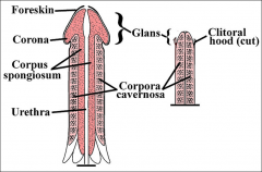 two corpora cavernosa 
on the dorsal side 

corpus spongiosum lies 
on the ventral side.

fibrous envelope 
corpora cavernosa 
is the tunica albuginea