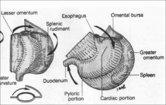 stomach to adjacent abdominal organs.