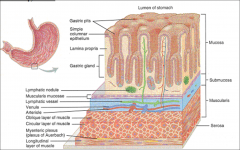 Mucosa
Submucosa
Muscularis
Serosa