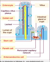 Enteroendocrine 
Paneth 
Stem cells