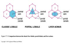 .Functional view of the hepatic lobule