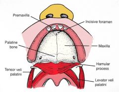 premaxillary part of the maxilla
